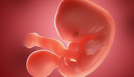 6. teden nosečnosti